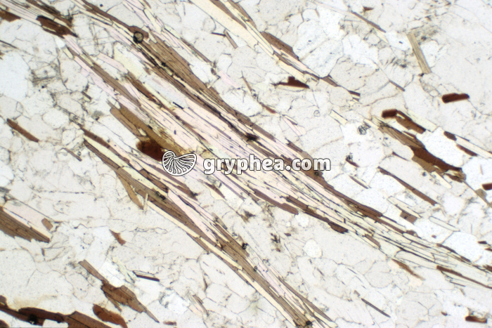 Micaschiste MB 221 LPNA x7 - gryphea.com